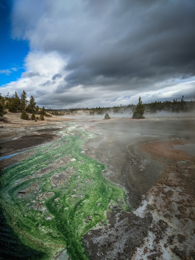 Best of Yellowstone Tour — Yellowstone Yellowstoneexposures Green Algae Thermal Area Yellowstone