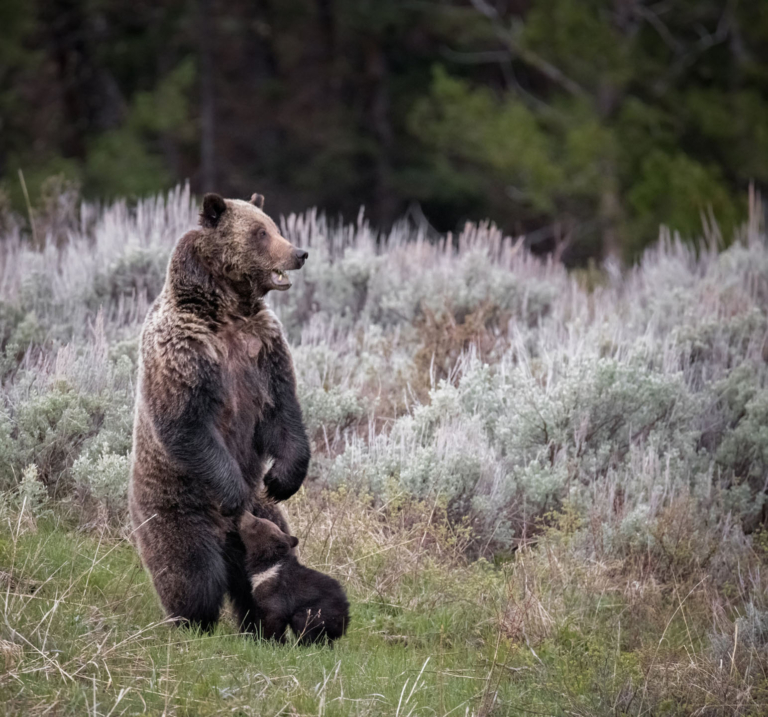 Wildlife Watching Tour — Yellowstone Yellowstoneexposures Grizzly Bear Cub Yellowstone