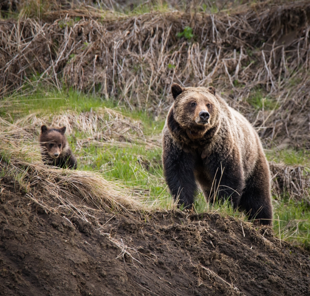 Best of Yellowstone Tour — Yellowstone Yellowstoneexposures Grizzly Bear Cub Yellowstone