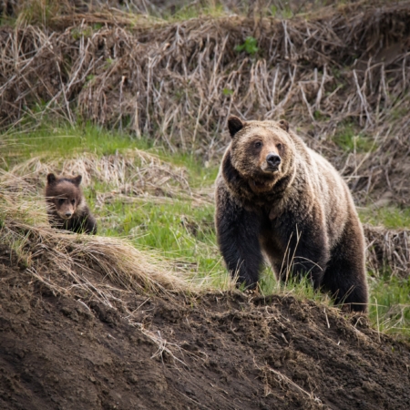 Yellowstoneexposures Grizzly Bear Cub Yellowstone
