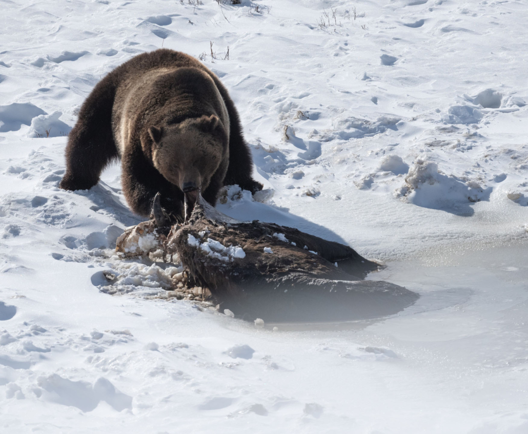 yellowstoneexposures_grizzly-bear-snowy-landscape Yellowstoneexposures Grizzly Bear Snowy Landscape