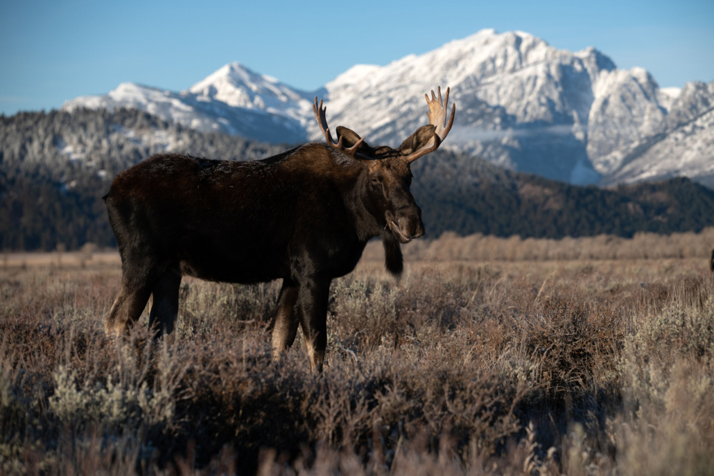 yellowstoneexposures_moose-snowy-mountains-yellowstone Yellowstoneexposures Moose Snowy Mountains Yellowstone