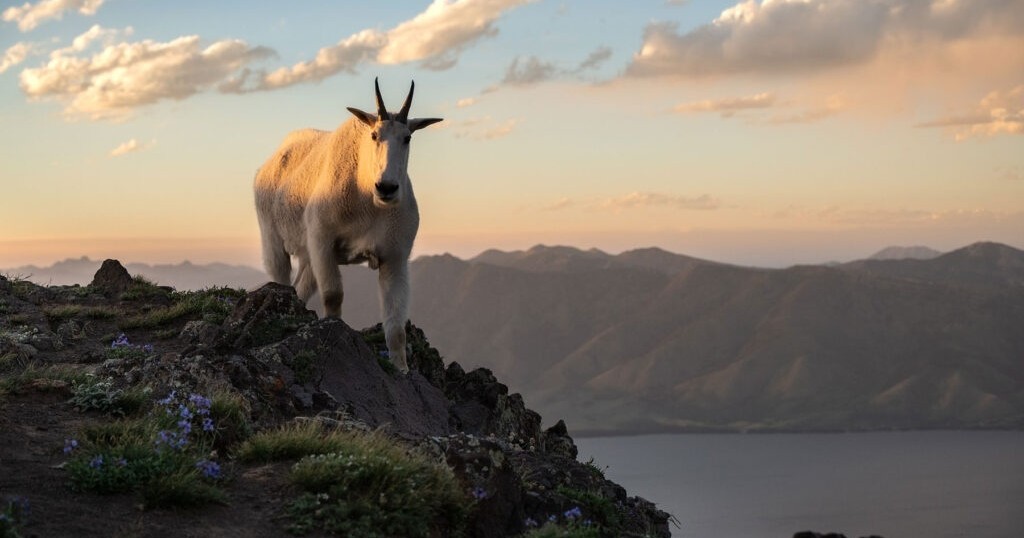 Best of Yellowstone Tour — Yellowstone Yellowstoneexposures Mountain Goat Sunset Yellowstone