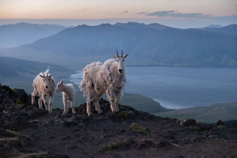 yellowstoneexposures_mountain-goats-yellowstone-sunset Yellowstoneexposures Mountain Goats Yellowstone Sunset