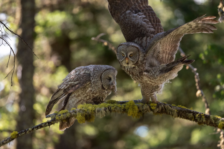 yellowstoneexposures_owls-perched-branch-yellowstone Yellowstoneexposures Owls Perched Branch Yellowstone