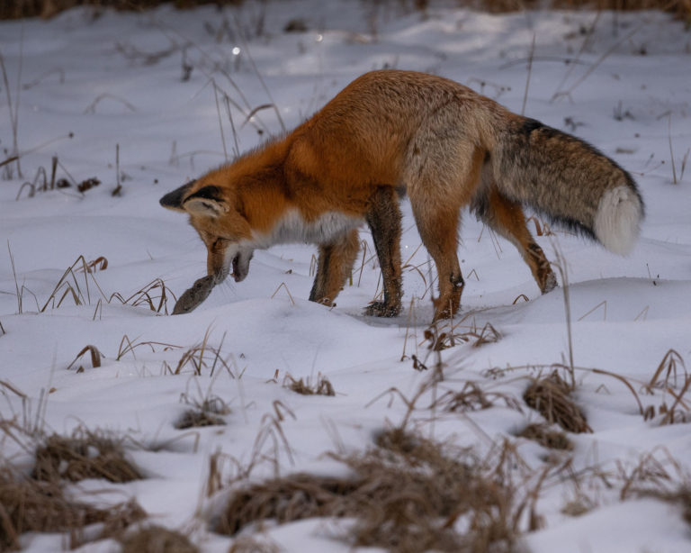 yellowstoneexposures_red-fox-snowy-ground Yellowstoneexposures Red Fox Snowy Ground