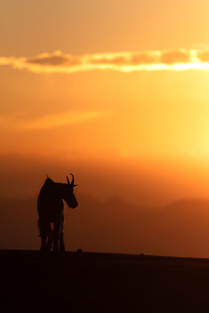 yellowstoneexposures_silhouette-mountain-goat-sunset-yellowstone Yellowstoneexposures Silhouette Mountain Goat Sunset Yellowstone