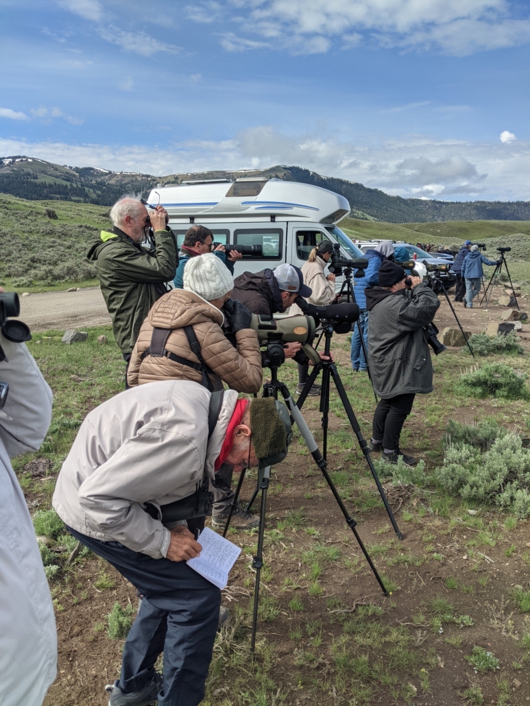 Best of Yellowstone Tour — Yellowstone Yellowstoneexposures Tourists Photographing Yellowstone Wildlife