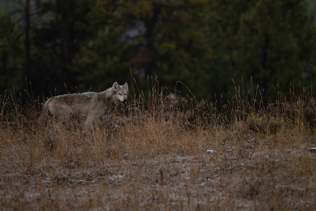 yellowstoneexposures_wolf-grassland-yellowstone Yellowstoneexposures Wolf Grassland Yellowstone