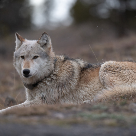 Yellowstoneexposures Wolf Laying Grassy Ground Yellowstone