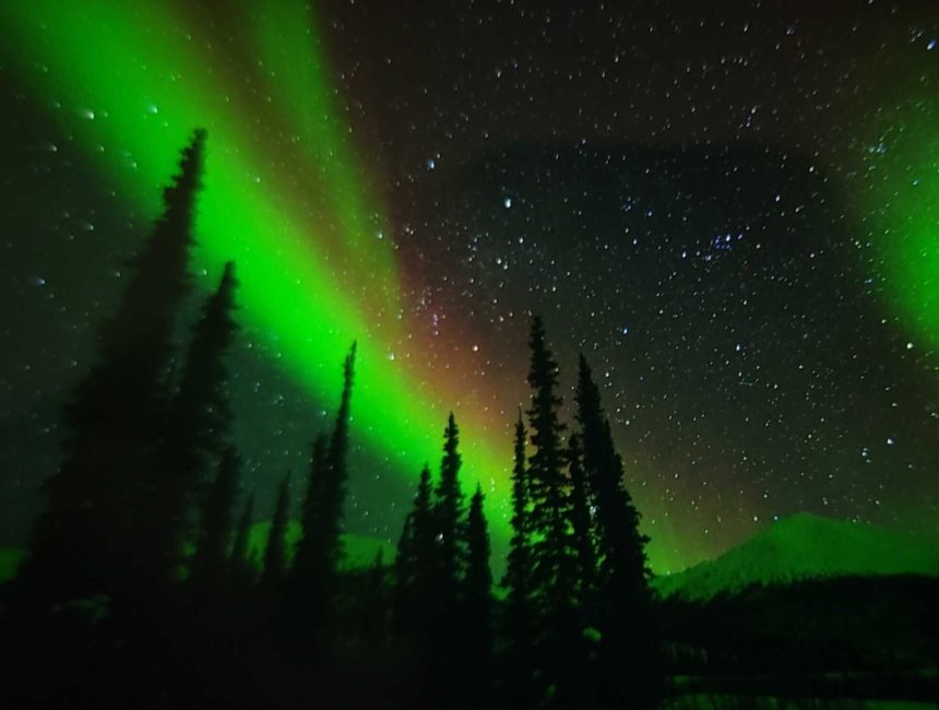 Stargazing Tour | North - Public Tour — Yellowstone Yellowstonesafari Aurora Borealis Trees Night Sky