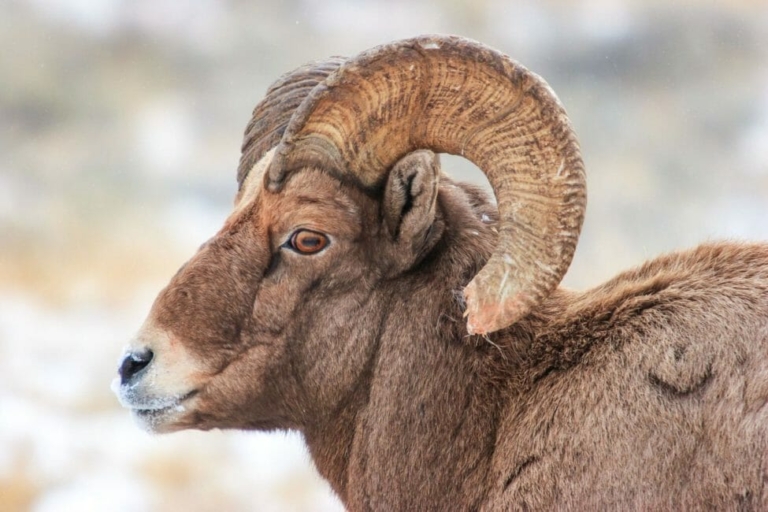 Yellowstone Winter Wildlife Safari - Public Tour — Yellowstone Yellowstonesafari Bighorn Sheep Profile Snowy Background