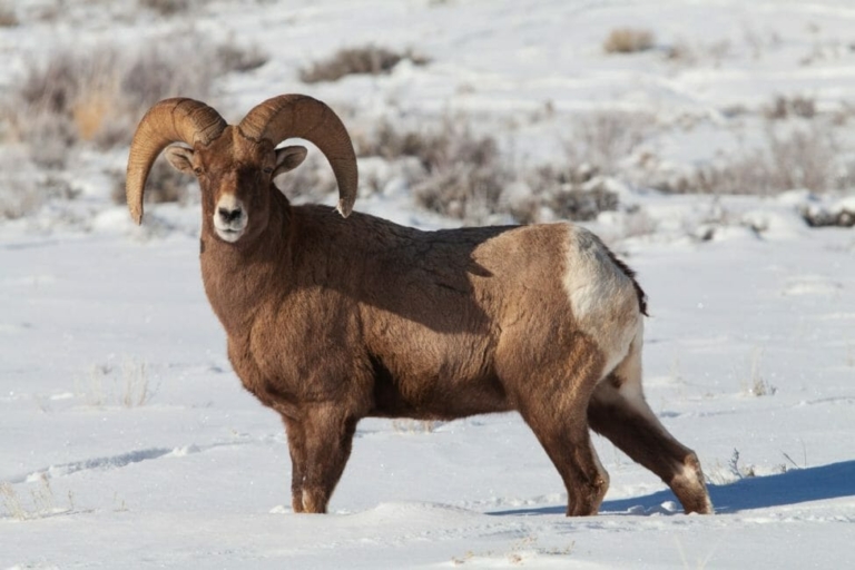 Yellowstone Snowshoe Safari - Public Tour — Yellowstone Yellowstonesafari Bighorn Sheep Snowy Landscape