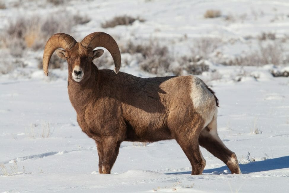 Yellowstone Snowshoe Safari - Public Tour — Yellowstone Yellowstonesafari Bighorn Sheep Snowy Landscape