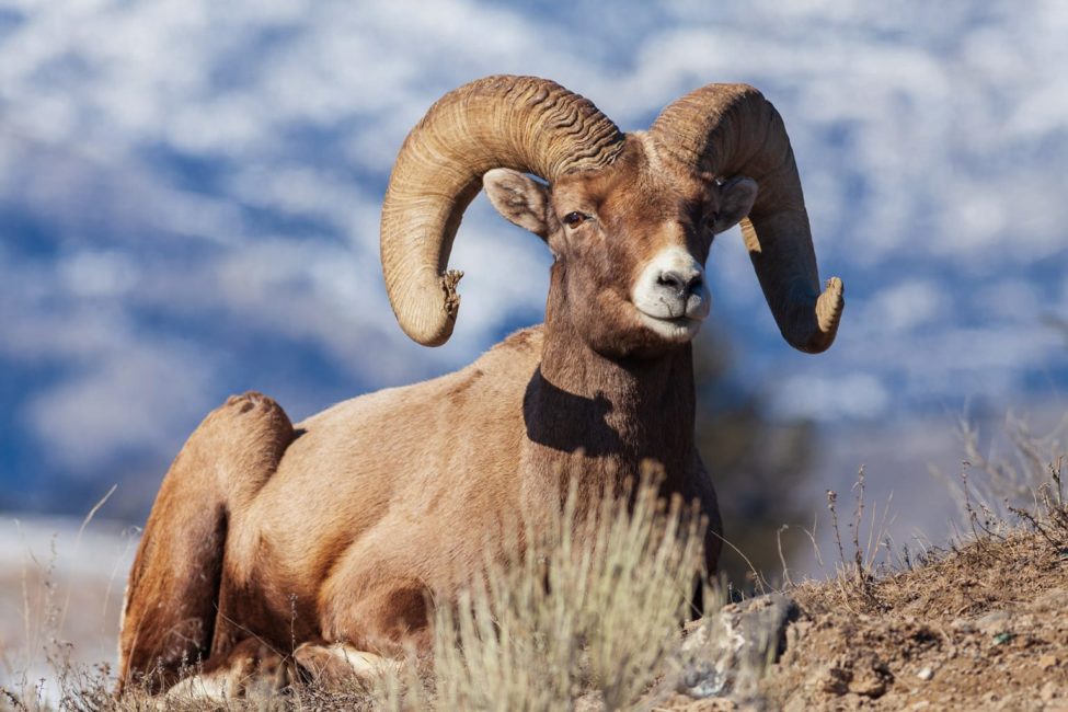 Yellowstone Photography Tour (Winter) - Private Tour — Yellowstone Yellowstonesafari Bighorn Sheep Winter Yellowstone