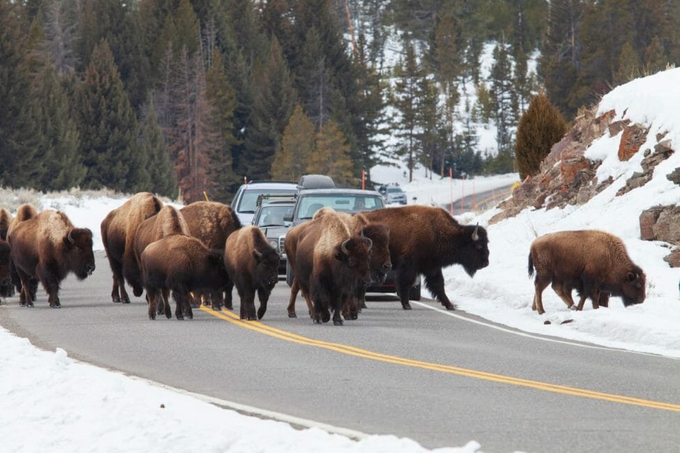 Yellowstone Winter Wildlife Safari - Public Tour — Yellowstone Yellowstonesafari Bison Crossing Snowy Road Yellowstone