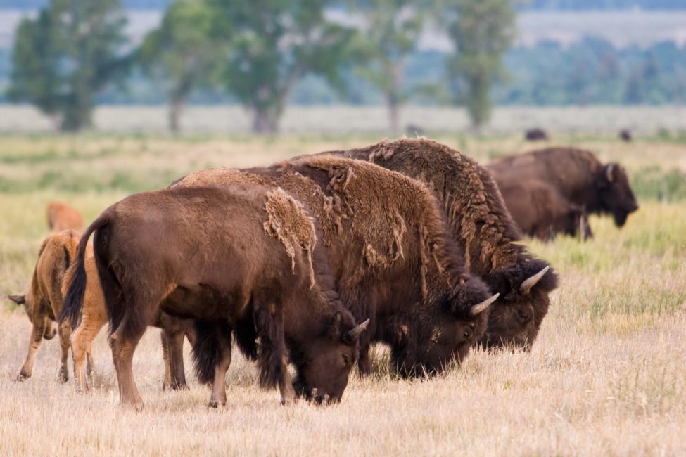 Yellowstone Photography Tour (Winter) - Private Tour — Yellowstone Yellowstonesafari Bison Grazing Yellowstone Grassland
