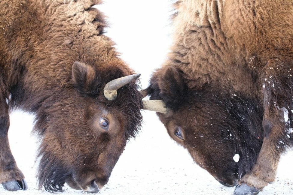 Yellowstone Snowshoe Safari - Public Tour — Yellowstone Yellowstonesafari Bison Heads Snow Yellowstone