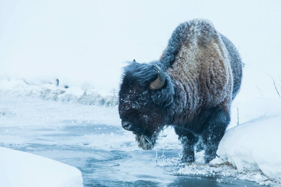 Yellowstone Winter Wildlife Safari - Public Tour — Yellowstone Yellowstonesafari Bison Winter Snow Yellowstone