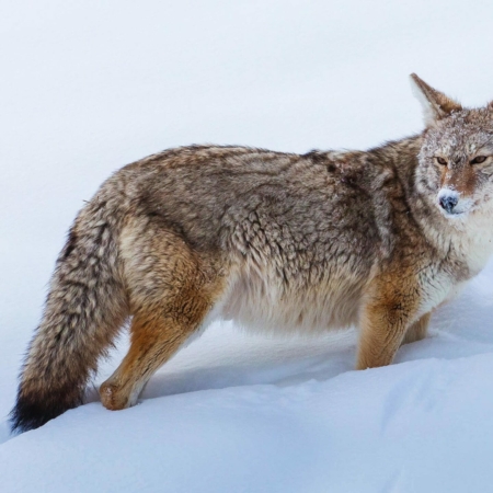 Yellowstonesafari Coyote Snowy Landscape Yellowstone