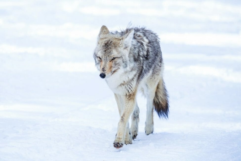 Yellowstone Winter Wildlife Safari - Public Tour — Yellowstone Yellowstonesafari Coyote Walking Snowy Ground