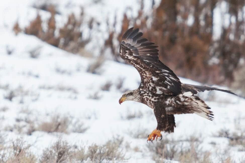 Yellowstone Winter Wildlife Safari - Public Tour — Yellowstone Yellowstonesafari Eagle Flying Snowy Landscape