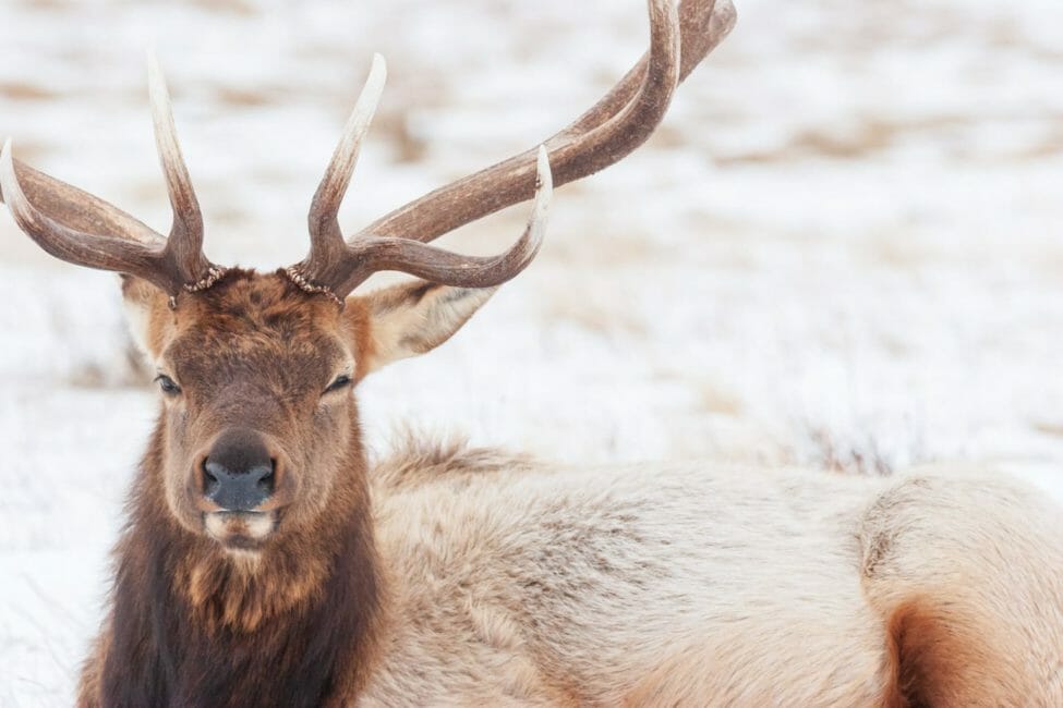 Yellowstone Snowshoe Safari - Public Tour — Yellowstone Yellowstonesafari Elk Resting Snow Yellowstone