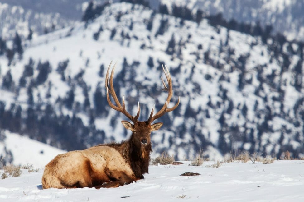 Yellowstone Winter Wildlife Safari - Public Tour — Yellowstone Yellowstonesafari Elk Resting Snowy Mountains