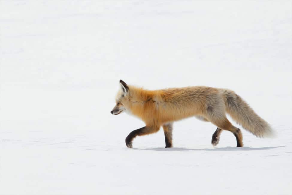 Big Sky Snowshoe Safari - Half Day - Private Tour — Yellowstone Yellowstonesafari Fox Walking Snowy Landscape