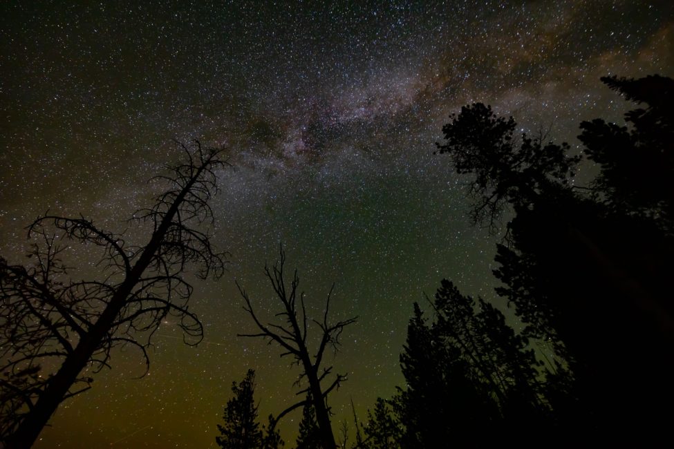 Stargazing Tour | North - Public Tour — Yellowstone Yellowstonesafari Milky Way Trees Yellowstone Night