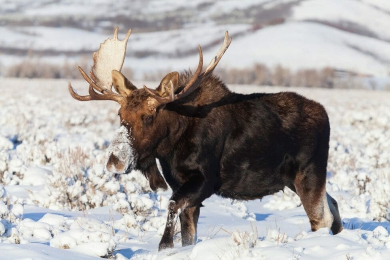 Yellowstonesafari Moose Snowy Landscape Yellowstone
