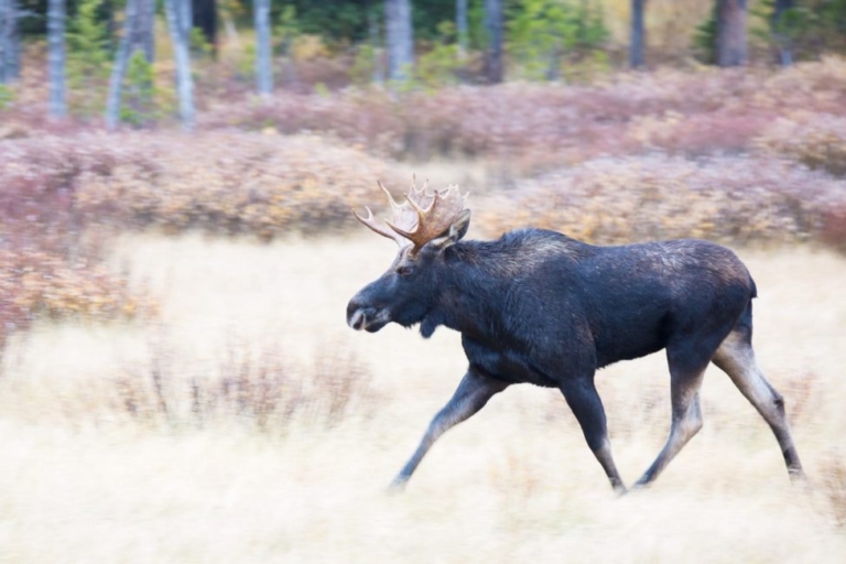Yellowstone Photography Tour (Winter) - Private Tour — Yellowstone Yellowstonesafari Moose Walking Grassy Field