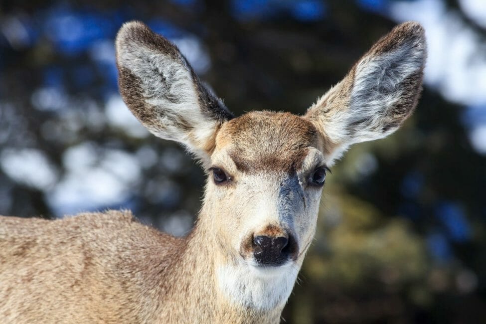 Yellowstone Winter Wildlife Safari - Public Tour — Yellowstone Yellowstonesafari Mule Deer Closeup Snowy Background