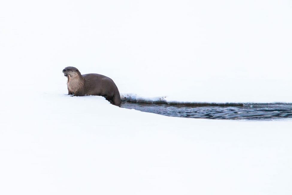 3 Day Winter Wolves & Wildlife Safari — Yellowstone Yellowstonesafari Otter Snowy Bank Stream