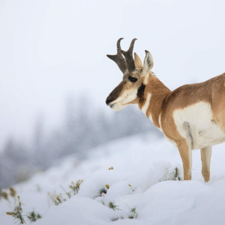 Yellowstonesafari Pronghorn Snowy Landscape