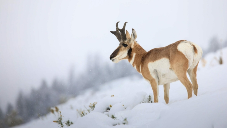 Yellowstonesafari Pronghorn Snowy Landscape