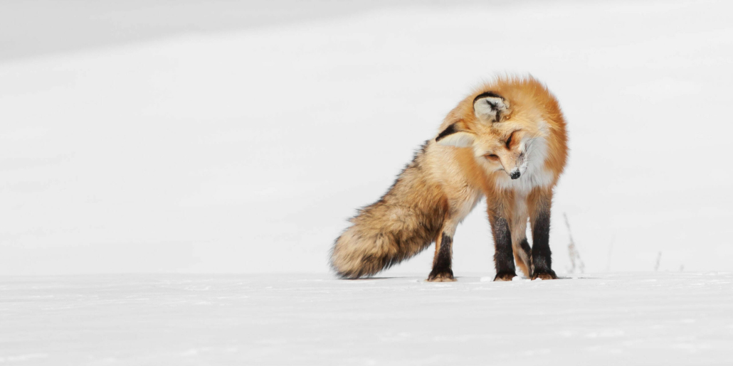 Yellowstone Snowshoe Safari - Public Tour — Yellowstone Yellowstonesafari Red Fox Snowy Landscape