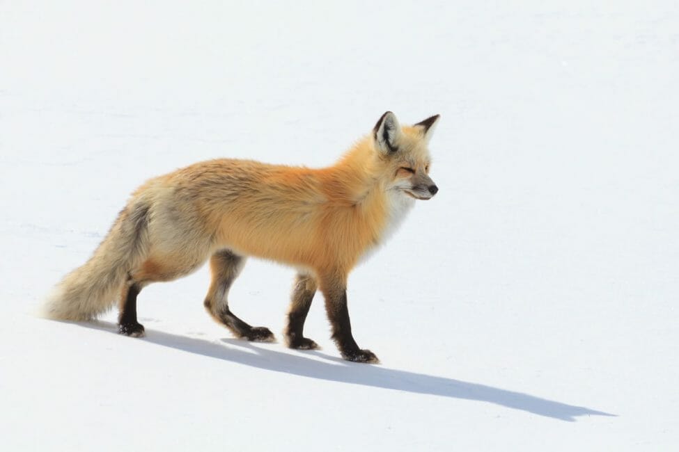 Yellowstone Winter Wildlife Safari - Public Tour — Yellowstone Yellowstonesafari Red Fox Snowy Landscape