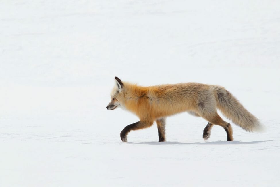 Yellowstone Snowshoe Safari - Public Tour — Yellowstone Yellowstonesafari Red Fox Walking Snow