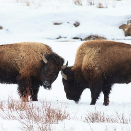 Yellowstonesafari Two Bison Snowy Field