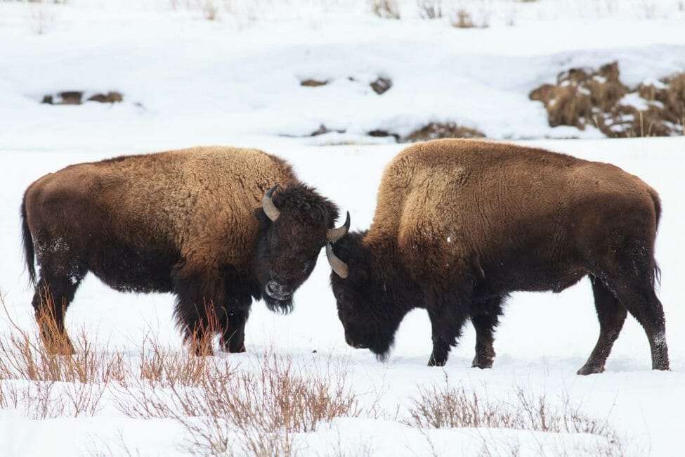 Yellowstone Winter Wildlife Safari - Public Tour — Yellowstone Yellowstonesafari Two Bison Snowy Field