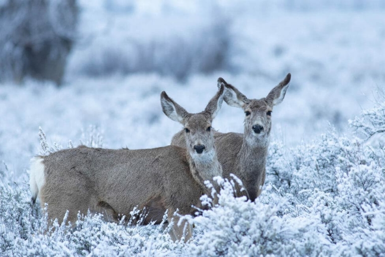 Big Sky Snowshoe Safari - Half Day - Private Tour — Yellowstone Yellowstonesafari Two Deer Snowy Landscape Yellowstone