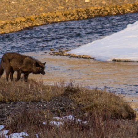 Yellowstonewildlifeprofiles A Lone Wolf Stands By