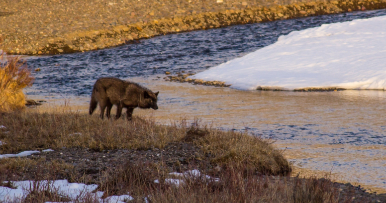 Yellowstonewildlifeprofiles A Lone Wolf Stands By