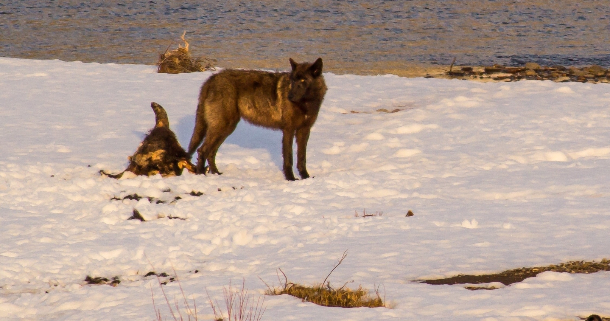 Lamar Valley Winter Wolves & Wildlife | Yellowstone Wildlife Profiles