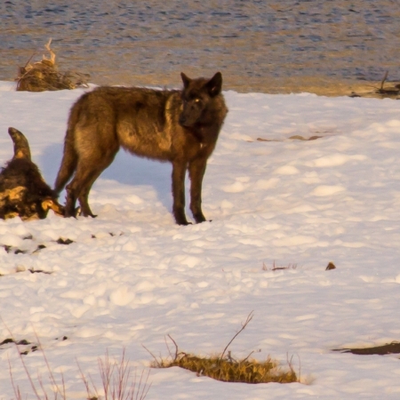 Yellowstonewildlifeprofiles A Wolf Stands Near Its