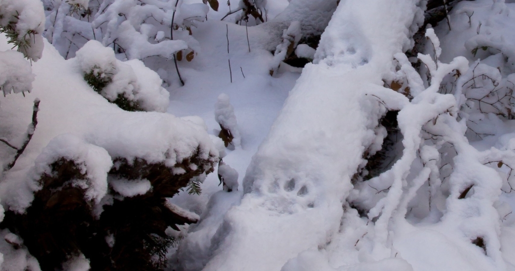 animal, tracks, in, the, snow Yellowstonewildlifeprofiles Animal Tracks In The Snow