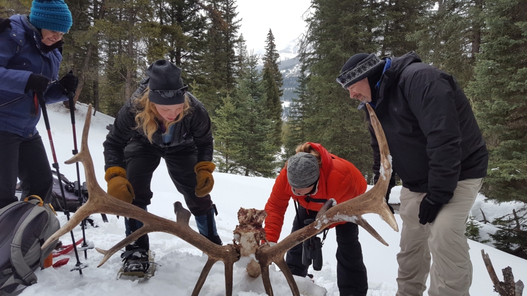 investigating, antlers, in, a, snowy, forest Yellowstonewildlifeprofiles Investigating Antlers In A Snowy