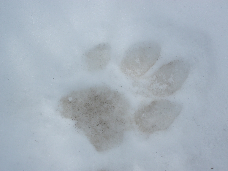 Yellowstonewildlifeprofiles Of A Paw Print
