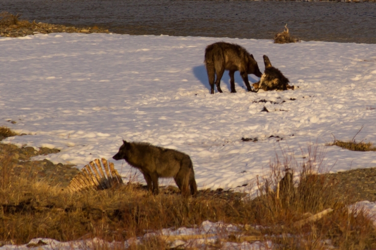 two, wolves, are, seen, scavenging, in, a, snowy, area Yellowstonewildlifeprofiles Two Wolves Are Seen Scavenging